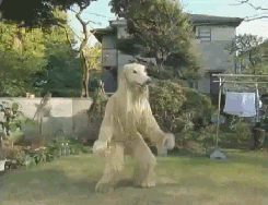 polar-bear-jump